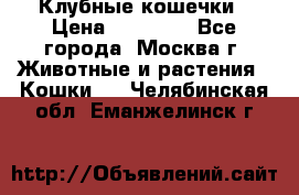 Клубные кошечки › Цена ­ 10 000 - Все города, Москва г. Животные и растения » Кошки   . Челябинская обл.,Еманжелинск г.